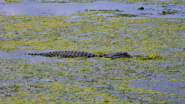 American alligator swims through water covered in green vegetation in Blue Cypress Conservation Area