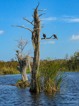 Ospreys perch on a dead tree in a wetland surrounded by grass and water at Blue Cypress Conservation Area in Florida