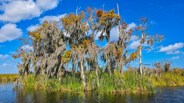 Visit to Blue Cypress Conservation Area reveals water landscape with trees draped in moss under a clear blue sky in Florida