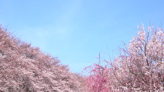 桜並木