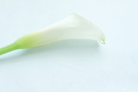calla lily flower