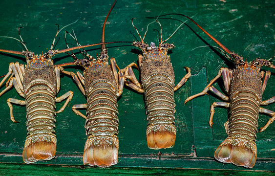 Fresh lobsters ready for sale in Eyl market in Puntland, Somalia during a busy trading day