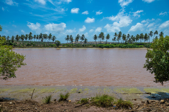Palm trees line the banks of the Juba river under a bright blue sky in a river landscape