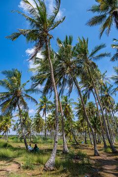 Palm trees line the banks of the Juba river with locals resting underneath in Jubaland, Somalia