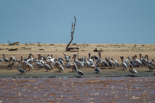 Pelicans gather along the banks of the Juba river amidst sandy shores and clear skies in Jubaland