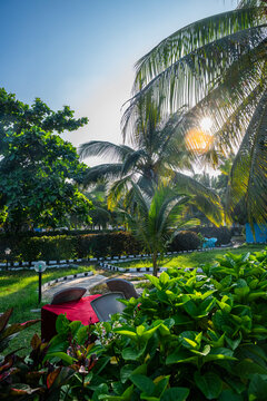 Bright sun shines through palm trees in a garden setting with greenery and a red tent, ideal for relaxation and gatherings in Mogadishu