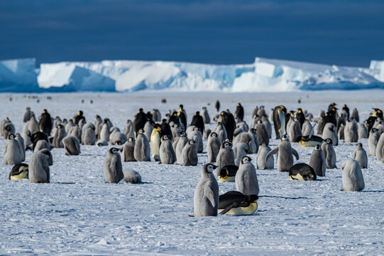 Emperor penguin (Aptenodytes forsteri), emperor penguin colony, Atka Bay, German Neumayer Station III, Antarctica