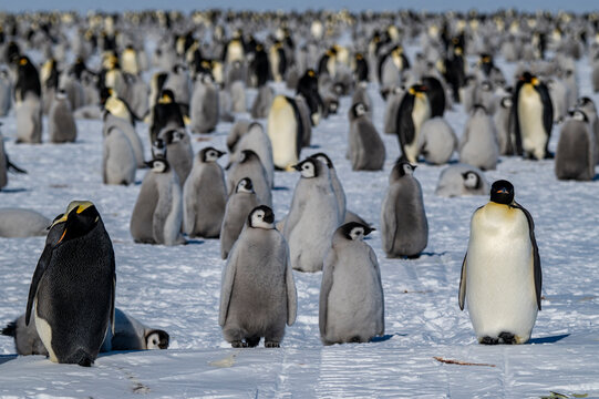 Emperor penguin (Aptenodytes forsteri), emperor penguin colony, Atka Bay, German Neumayer Station III, Antarctica