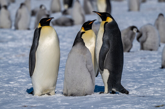 Emperor penguin (Aptenodytes forsteri), emperor penguin colony, Atka Bay, German Neumayer Station III, Antarctica