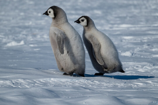 Emperor penguin chicks(Aptenodytes forsteri), emperor penguin colony, Atka Bay, German Neumayer Station III, Antarctica