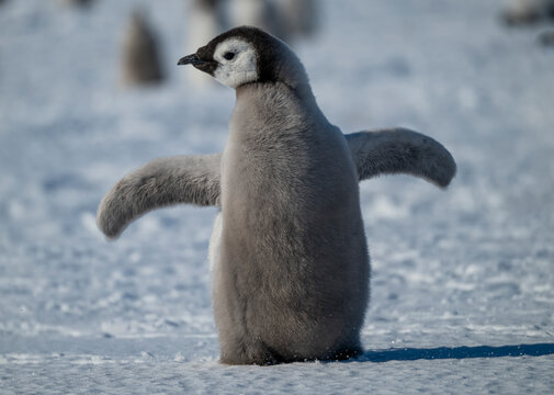 Emperor penguin chick(Aptenodytes forsteri), emperor penguin colony, Atka Bay, German Neumayer Station III, Antarctica