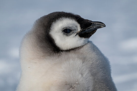 Emperor penguin chick(Aptenodytes forsteri), emperor penguin colony, Atka Bay, German Neumayer Station III, Antarctica