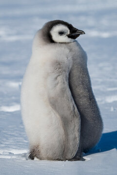 Emperor penguin chick(Aptenodytes forsteri), emperor penguin colony, Atka Bay, German Neumayer Station III, Antarctica