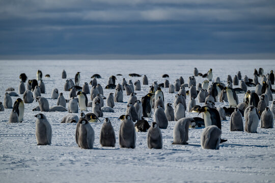 Emperor penguin (Aptenodytes forsteri), emperor penguin colony, Atka Bay, German Neumayer Station III, Antarctica