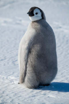 Emperor penguin chick(Aptenodytes forsteri), emperor penguin colony, Atka Bay, German Neumayer Station III, Antarctica