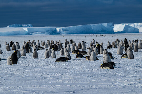 Emperor penguin (Aptenodytes forsteri), emperor penguin colony, Atka Bay, German Neumayer Station III, Antarctica