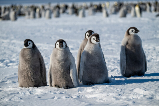 Emperor penguin chicks(Aptenodytes forsteri), emperor penguin colony, Atka Bay, German Neumayer Station III, Antarctica