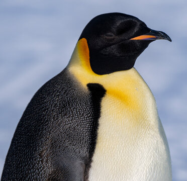 Emperor penguin (Aptenodytes forsteri), emperor penguin colony, Atka Bay, German Neumayer Station III, Antarctica