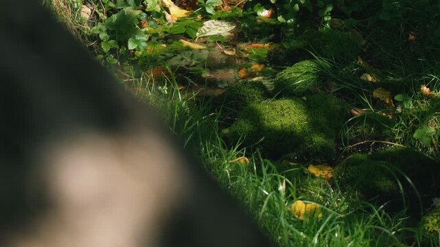 A beautifully blurred tree trunk in the foreground, with a moss-covered stone and a natural spring in the background.
