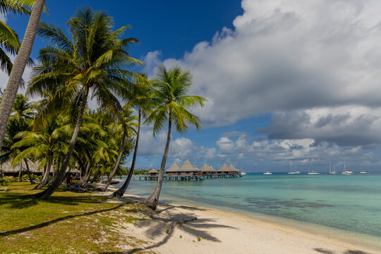 Lush palm trees line the shore with overwater bungalows on a lagoon in French Polynesia