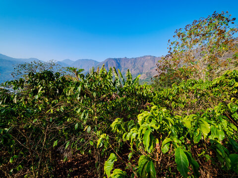 Coffee Plantation, San Juan La Laguna, Solola Department, Guatemala