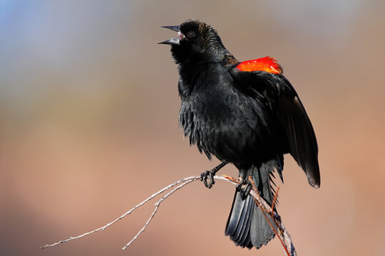 Red-winged Blackbird (Agelaius phoeniceus) signing in springtime, United States of America