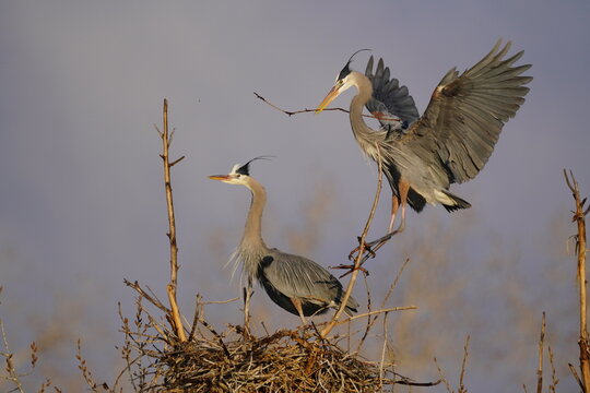 Great Blue Heron (Ardea herodias) carrying a stick back to nest., United States of America