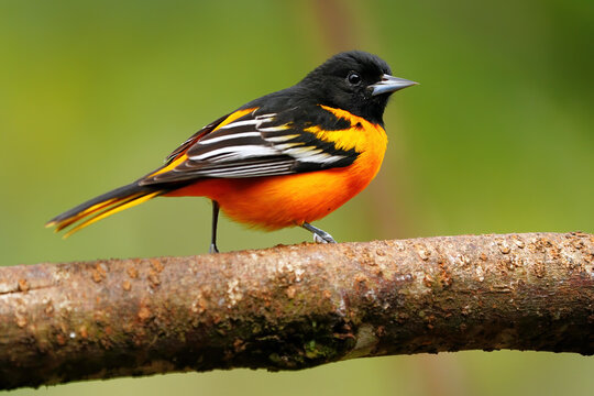 Baltimore Oriole (Icterus galbula) male on a branch, Costa Rica