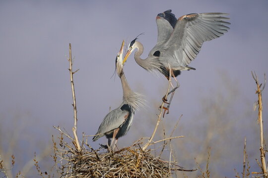 Great Blue Heron pair (Ardea herodias) on a nest., United States of America