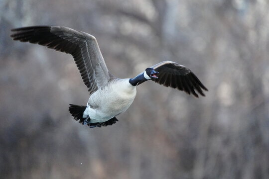 Canada Goose in flight (Branta canadensis), United States of America