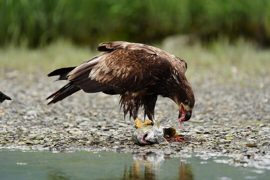 Juvenile Bald Eagle (Haliaeetus leucocephalus) eating a salmon, United States of America
