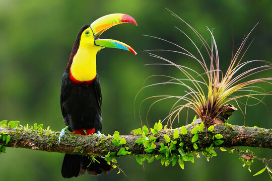 Keel-billed Toucan (Ramphastos sulfuratus) on a perch, Costa Rica