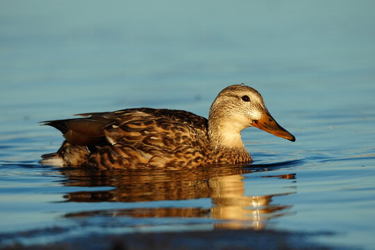 Mallard (Anas platyrhynchos) female on a pond, USA