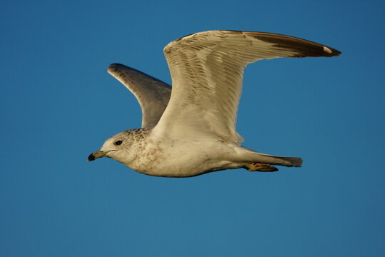 Ring-billed Gull (Larus delawarensis) in flight, USA
