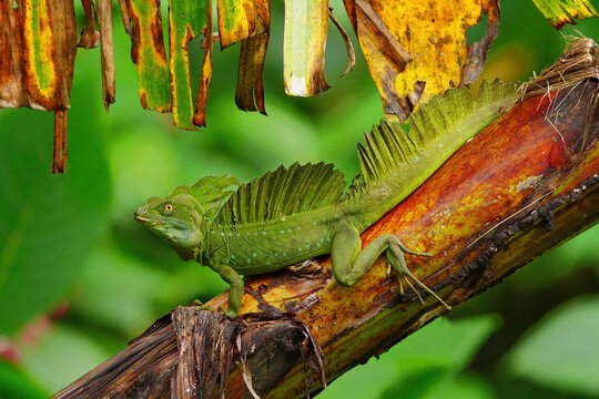 Basalisk lizard (Basiliscus basiliscus), male on a banana tree, Costa Rica