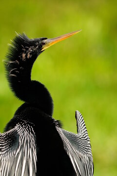 Anhinga (Anihinga anhinga) portrait of male with wings spread, United States of America