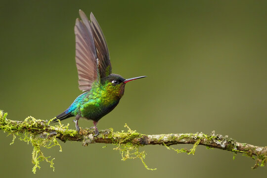 Fiery-throated Hummingbird (Panterpe insignis) with spread wings, Costa Rica
