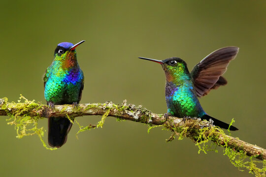 Fiery-throated Hummingbirds (Panterpe insignis) on a perch squaring off, Costa Rica