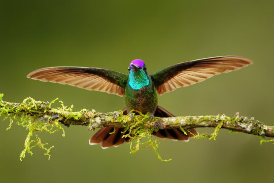 Magnificent Hummingbird (Eugenes fulgens) on a perch with spread wings, Costa Rica