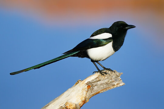 Black-billed Magpie (Pica hudsonia) on a perch, United States of America