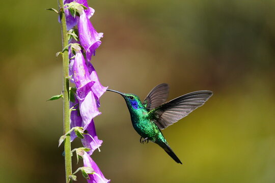 Lessor Violetear (Colibri cyanotus) feeding on Foxglove flowers, Costa Rica