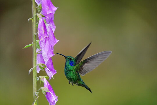 Lessor Violetear (Colibri cyanotus) feeding on Foxglove flowers, Costa Rica