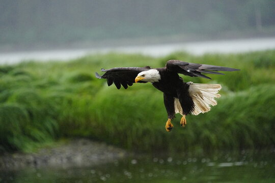 Bald Eagle (Haliaeetus leucocephalus) in flight in Alaska, United States of America