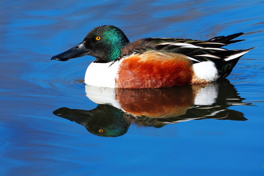 Northern Shoveler (Spatula clypeata) male on the water, United States of America