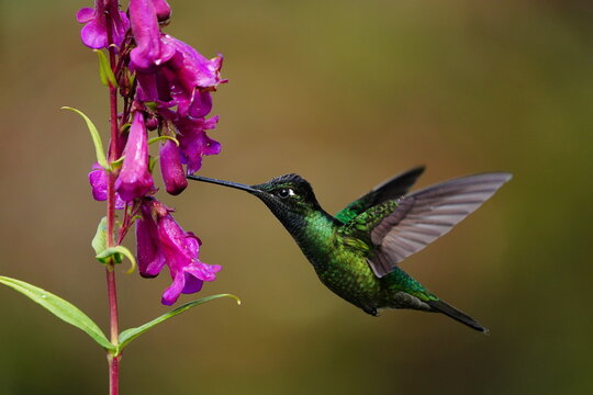 Magnificent Hummingbird (Eugenes fulgens) feeding on purple flowers, Costa Rica