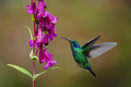 Lessor Violetear (Colibri cyanotus) feeding on purple flowers, Costa Rica