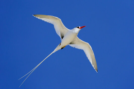 Red-billed Tropicbird (Phaethon aethereus) in flight, Ecuador