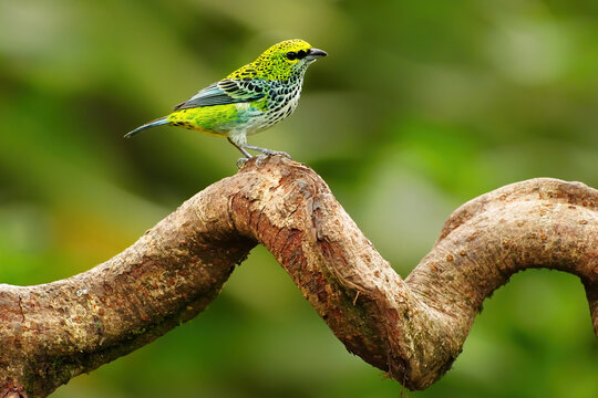 Speckled Tanager (lxothraupis guttata) on a branch, Costa Rica