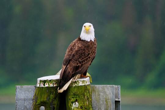 Bald Eagle (Haliaeetus leucocephalus) on a post in the rain, United States of America