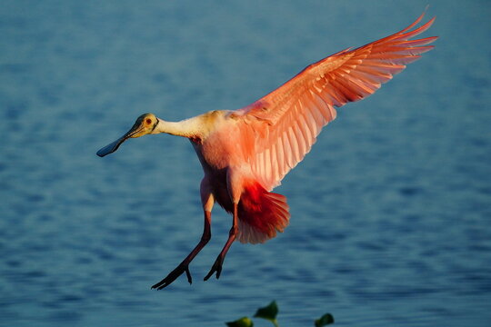 Roseate Spoonbill (Platalea ajaja) in flight, United States of America